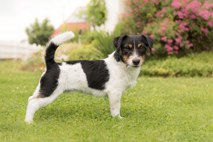 庭の犬