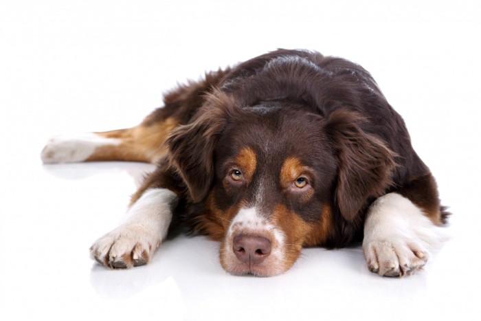 伏せた状態でじっと見つめる犬