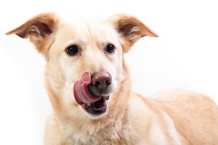 舌舐めずりする犬