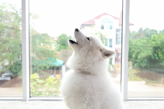 犬 遠吠え