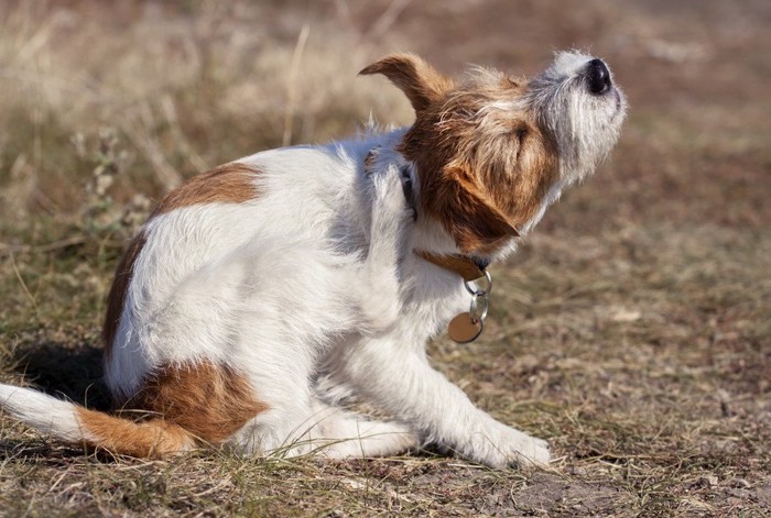 目を閉じて足で頭をかく犬