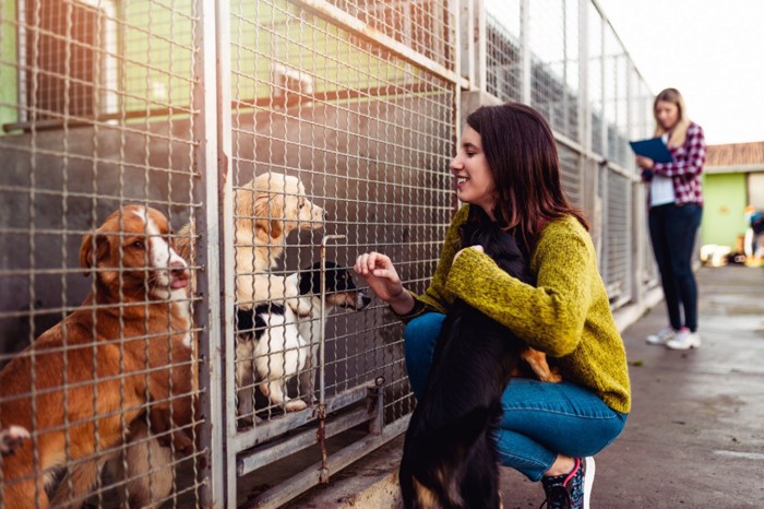 保護施設の犬舎を訪れている女性