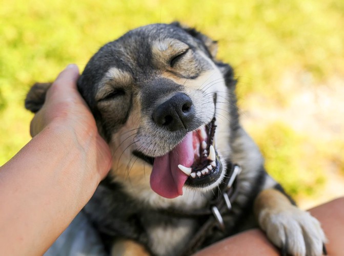 撫でられて気持ちの良さそうな犬