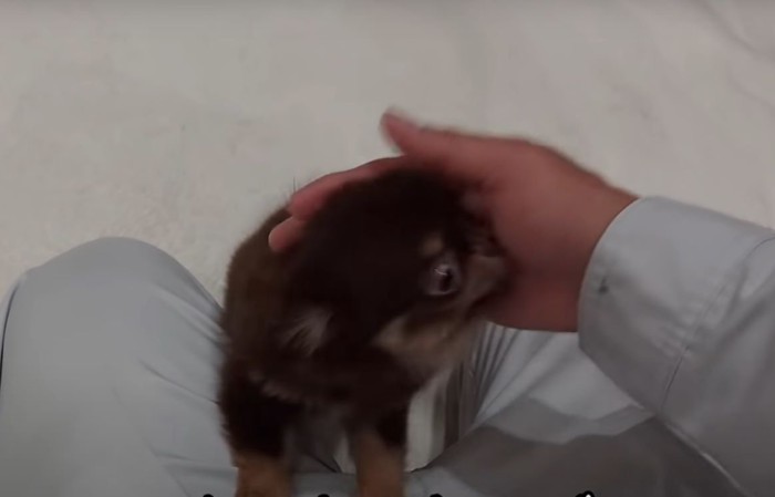 手にじゃれる子犬