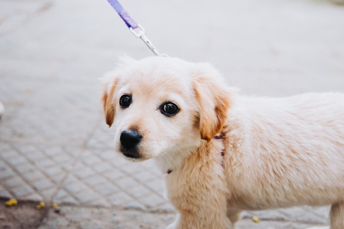 散歩がつらそうに足を止める子犬