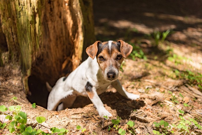 穴に入っている犬