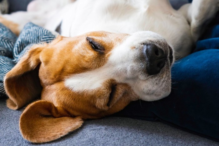 爆睡する犬