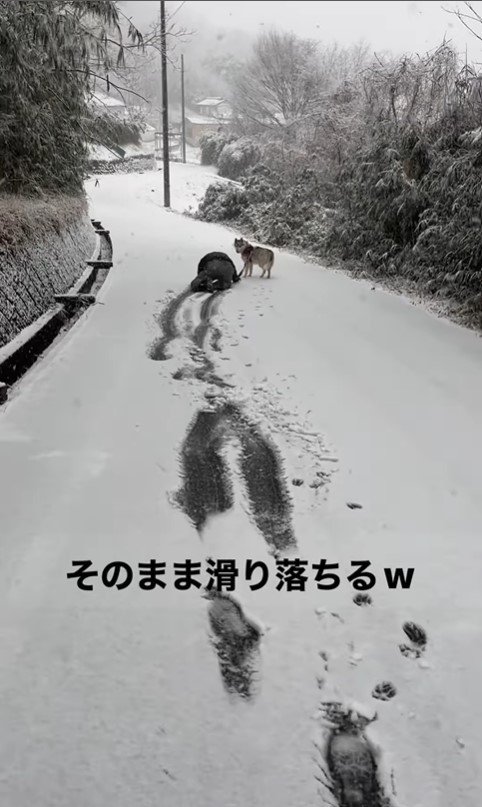 初雪ではしゃぎすぎた結果6