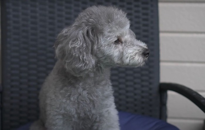 椅子に座る犬