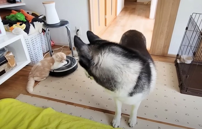 子猫を見る犬