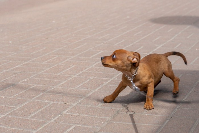 怯えて後退りする子犬