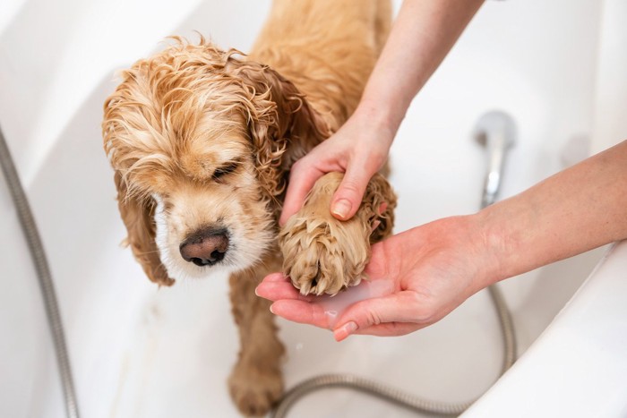 足を洗われている犬