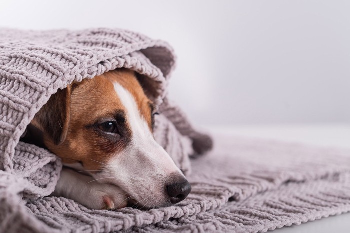 顔を出す犬