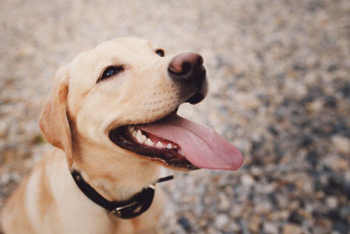 笑顔の犬