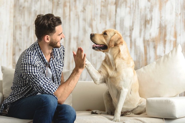 犬とタッチをする人