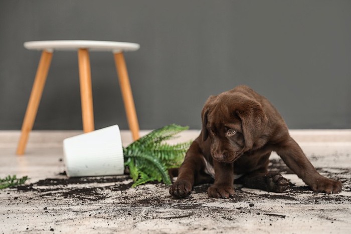 植木鉢を倒してしまった子犬