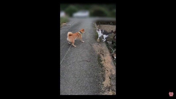 「今のはもしかして猫流の挨拶！？」