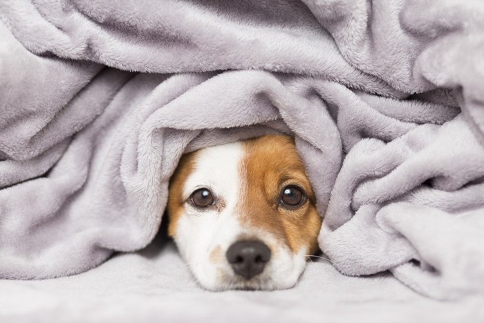 毛布にくるまっている子犬