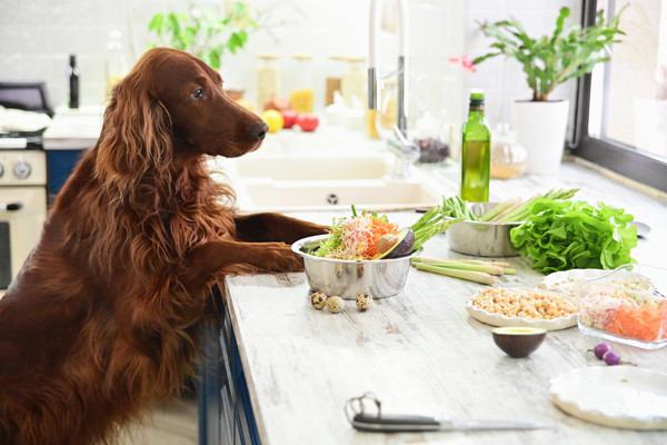 台所にいる犬