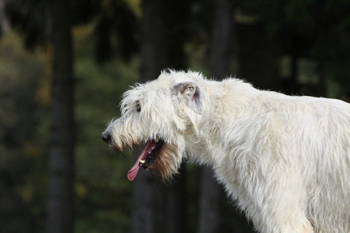 吐き気のしている犬