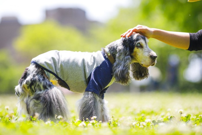 散歩中のシニア犬