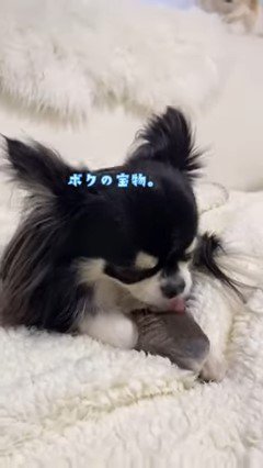 ヒヅメを舐める犬