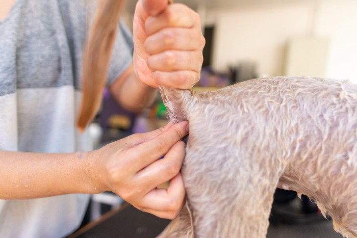 犬の肛門腺絞り