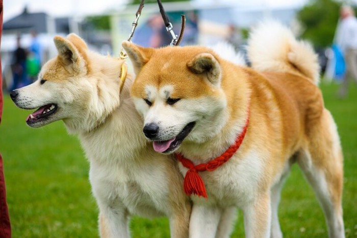 お散歩中の秋田犬