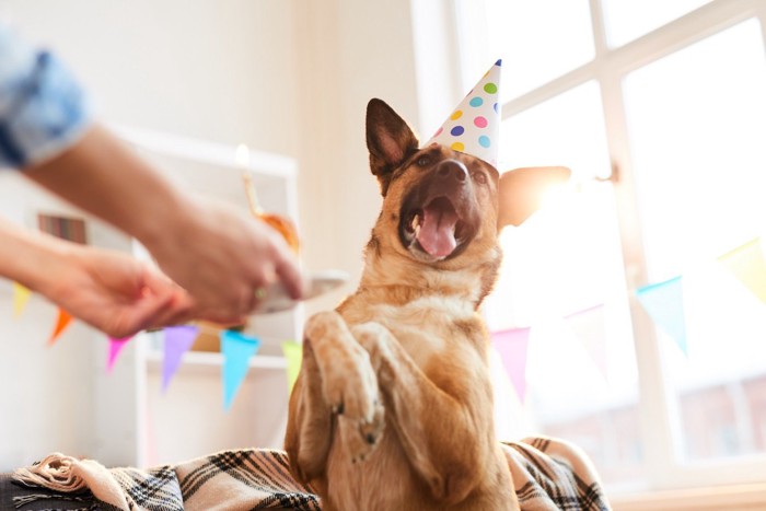 パーティ帽子を被って喜ぶ犬