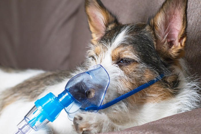 酸素マスクをしている犬