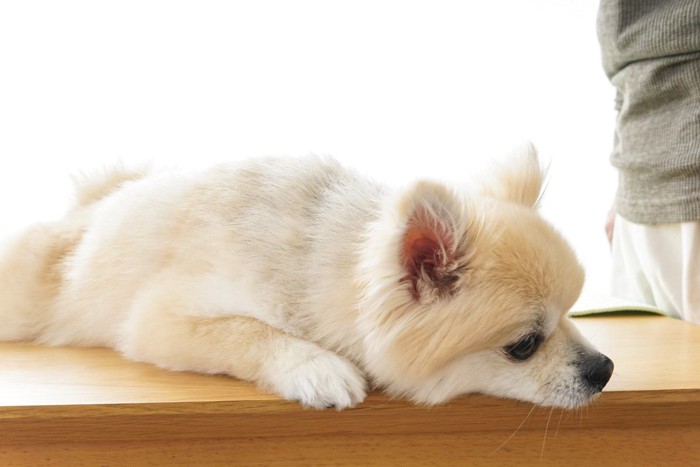 ぐったりしてる犬