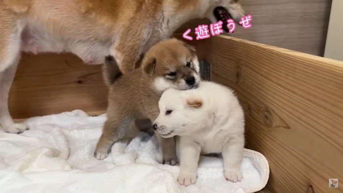 遊ぶ子犬たち