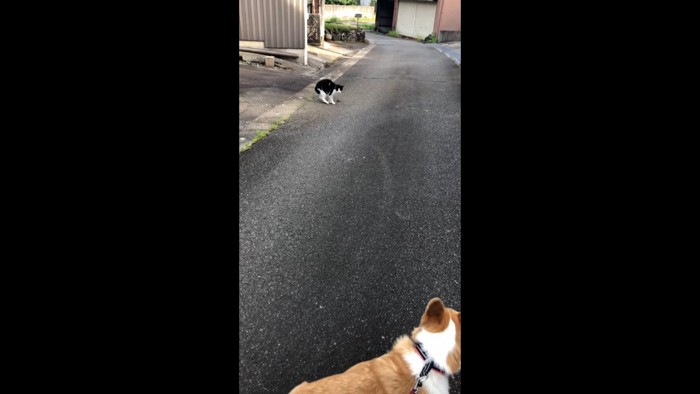 猫ちゃんを避けたいんです