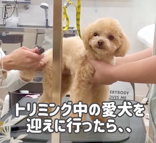 カットしてもらう犬