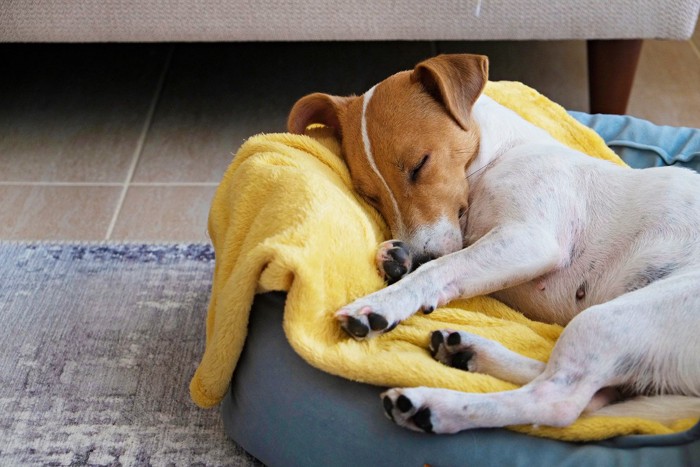 毛布の上で眠る犬