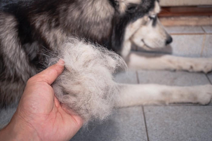 犬の抜け毛