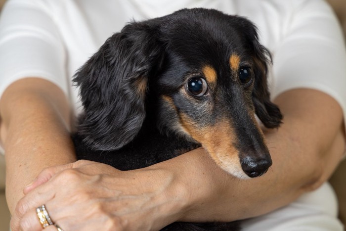 甘えている犬