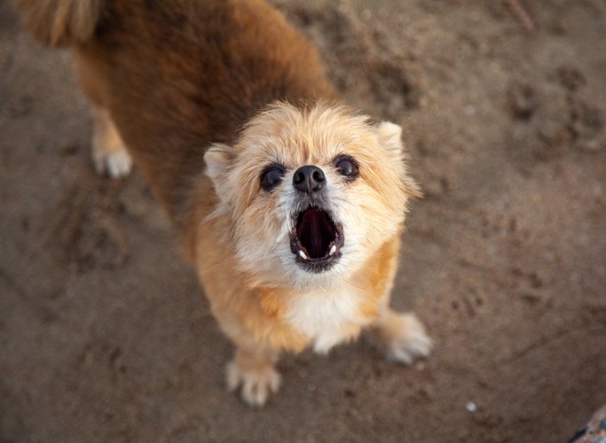 吠えている犬