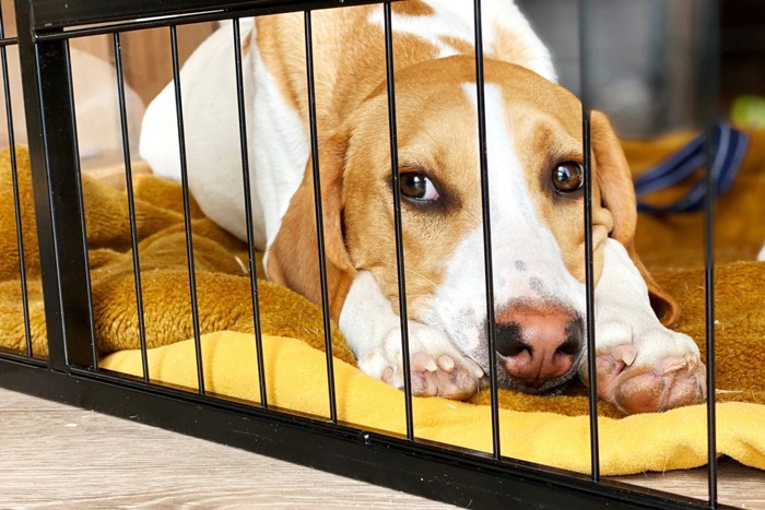 ケージの中で伏せる犬