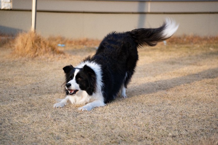 遊びに誘う犬