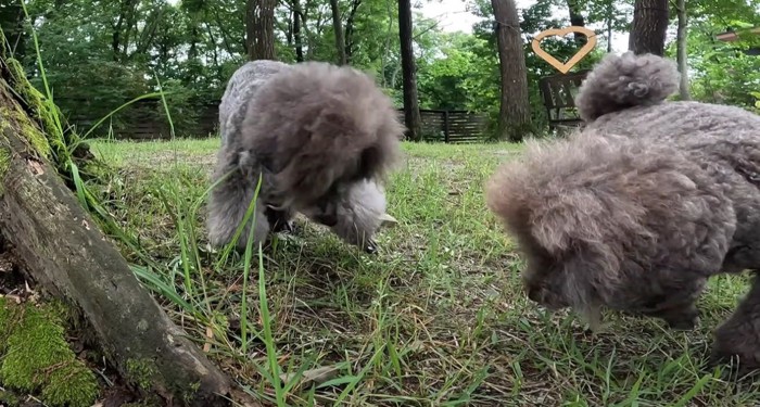 地面を嗅ぐ犬