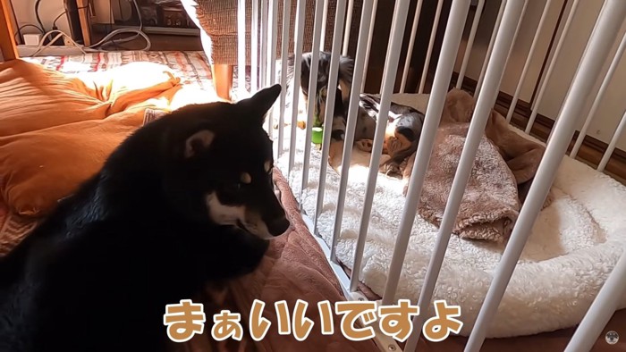 迷子犬にサークルを貸し出すあさちゃん