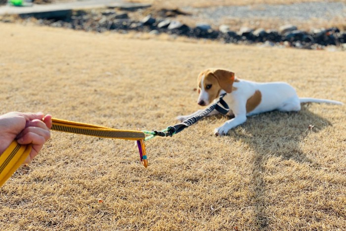 座り込む犬