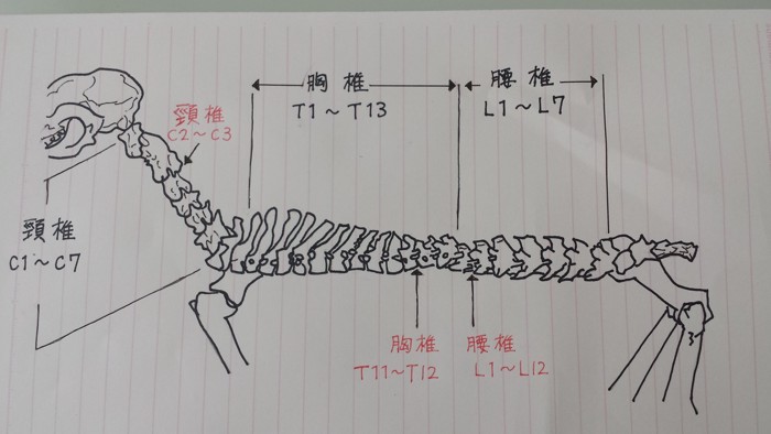 椎骨の図