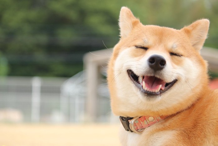 笑顔のような表情をする柴犬