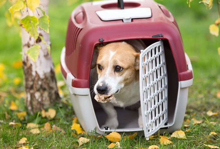 屋外に置かれたクレートの中の犬