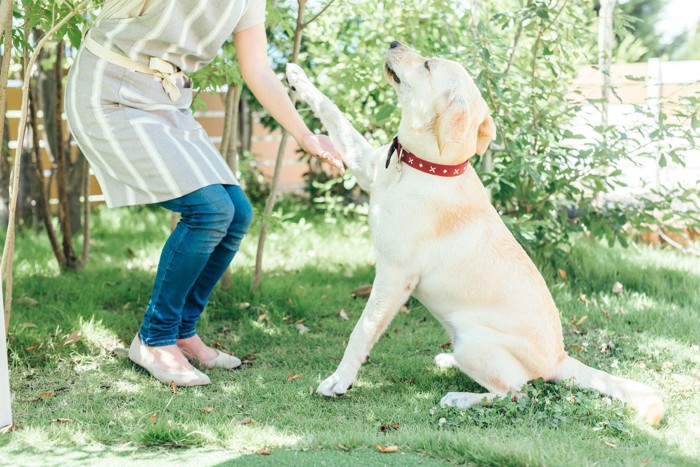 おもちゃに囲まれたベッドにフセる犬