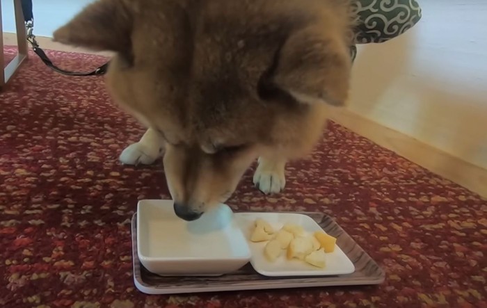 ミルクを飲む柴犬