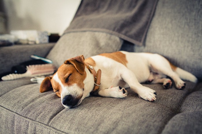 ソファで眠る犬