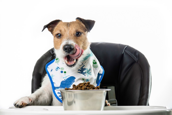 食事中の犬